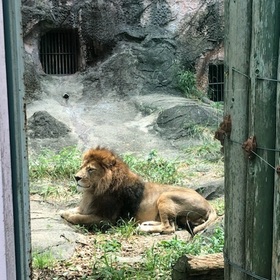 勇ましいライオン。